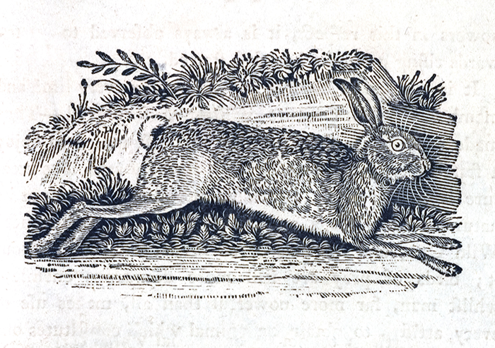 Illustration of a rabbit by Thomas Bewick