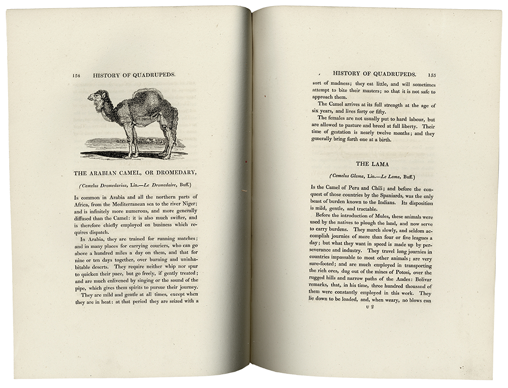 Page from Thomas Bewick's General History of Quadrupeds