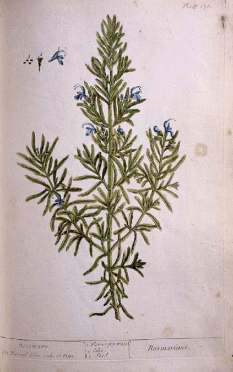 Rosemary illustration